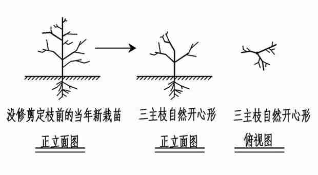 新栽的桃树如何整形好看(新栽的桃树如何整形)